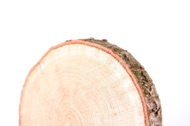 Beyaz arka planda taze meşe ağacı dilimi