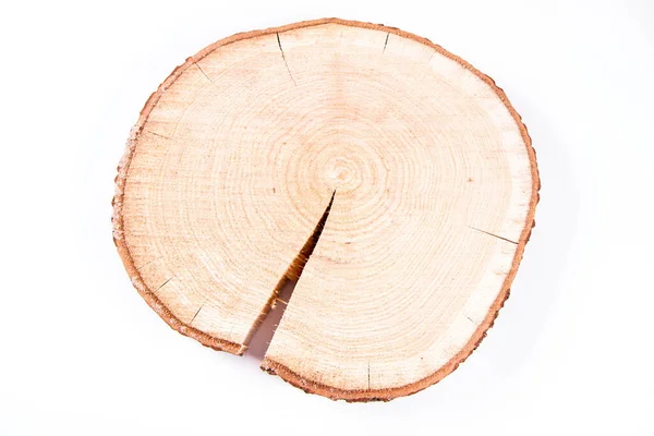 Frissen Vágott Tölgyfa Fehér Alapon — Stock Fotó