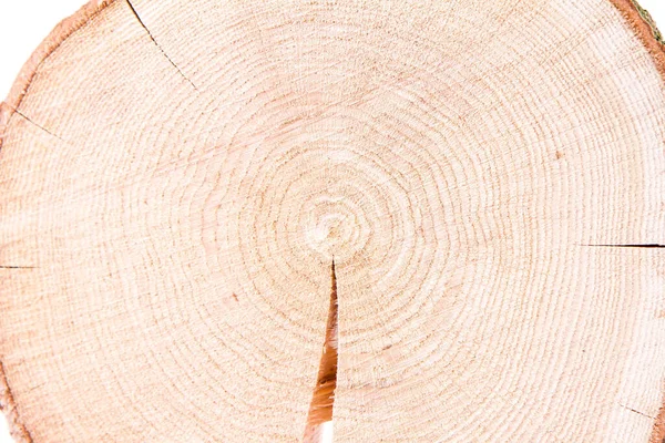 Frissen Vágott Tölgyfa Fehér Alapon — Stock Fotó