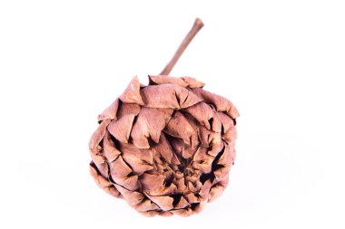 Beyaz arka planda kurumuş bir enginar çiçeği.