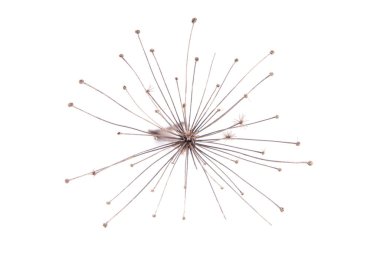 Beyaz arka planda kurumuş bir bitki.