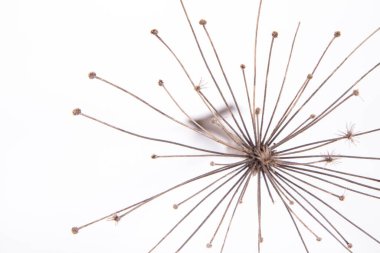 Beyaz arka planda kurumuş bir bitki.