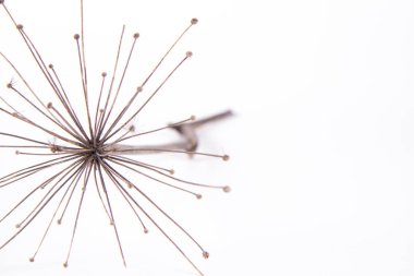 Beyaz arka planda kurumuş bir bitki.