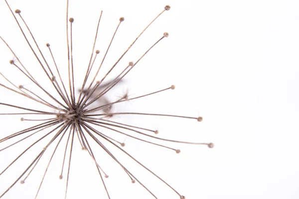 A dried withered plant on a white background