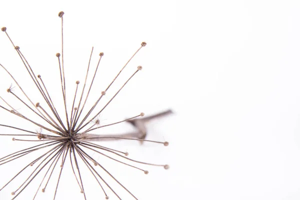 A dried withered plant on a white background