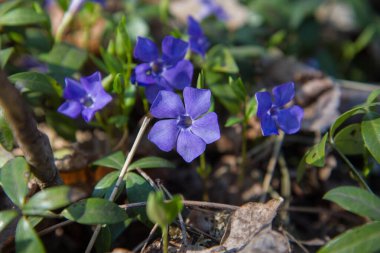 Bigleaf menekşesi (Vinca major) bitkisi çiçek açıyor