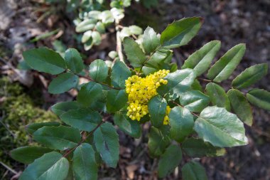 Mahonia aquifolium çalısı bir ormanda çiçek açıyor.