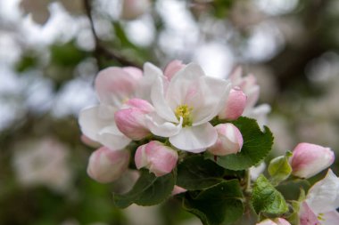 İlkbaharda açan elma ağacı