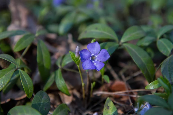 Bigleaf Menekşesi Vinca Major Bitkisi Çiçek Açıyor — Stok fotoğraf