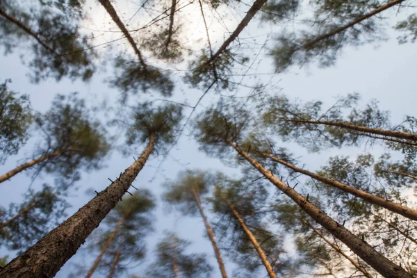 Dennenbomen Een Bos Naar Boven Gezien Tegen Een Blauwe Lucht — Stockfoto