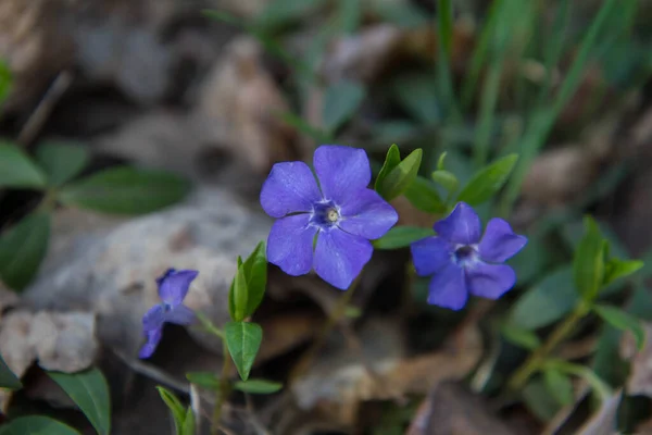 Bigleaf Menekşesi Vinca Major Bitkisi Çiçek Açıyor — Stok fotoğraf