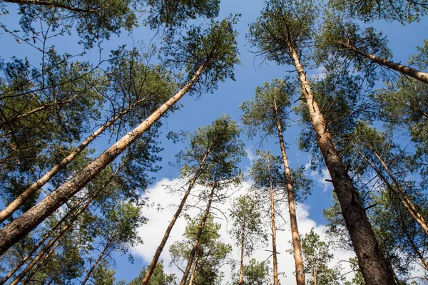 Dennenbomen Een Bos Naar Boven Gezien Tegen Een Blauwe Lucht — Stockfoto