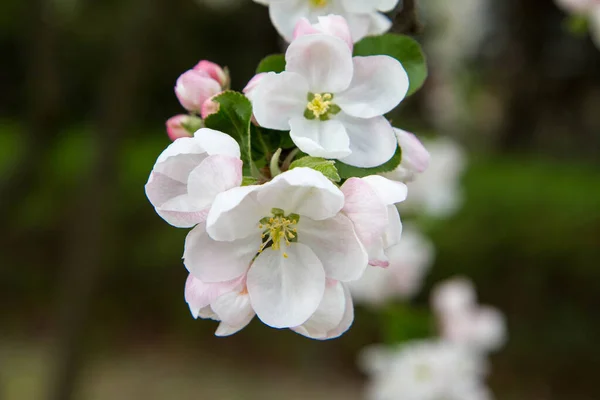 Весной Цветут Яблони — стоковое фото