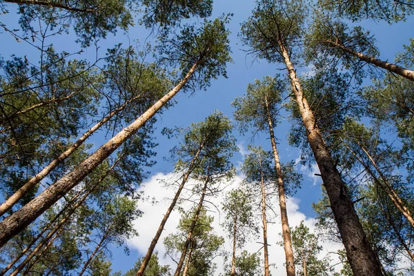 Pine Trees Forest Seen Upwards Blue Sky Some White Clouds Stock Photo