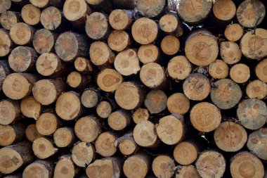 Ormandaki bir yığın ağaç gövdesini kes.