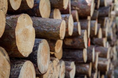 Ormandaki bir yığın ağaç gövdesini kes.