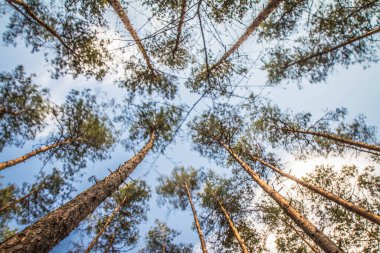 Ormandaki çam ağaçları mavi gökyüzüne doğru yükselirken beyaz bulutlar, uzun pozlar ağaçların tepesini görünür kılıyor.