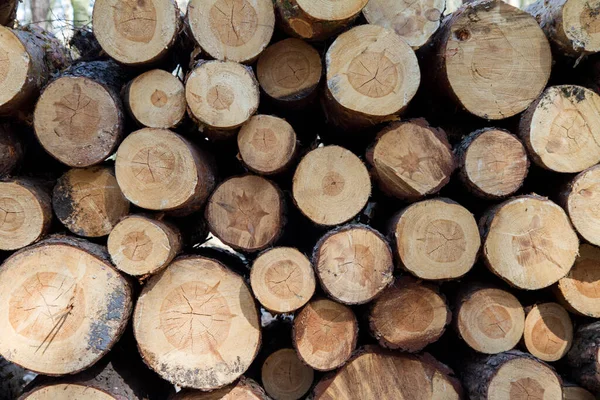 Reduza Troncos Árvore Uma Pilha Uma Floresta — Fotografia de Stock