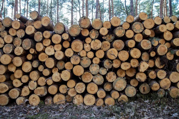 森の中の山に木の幹を切り倒す — ストック写真