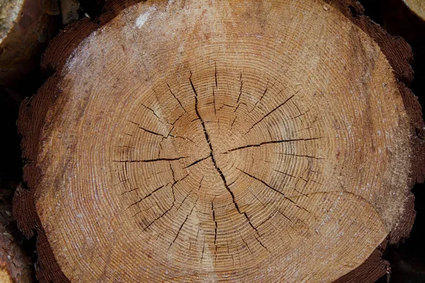 Trädstam Tvärsnitt Närbild — Stockfoto