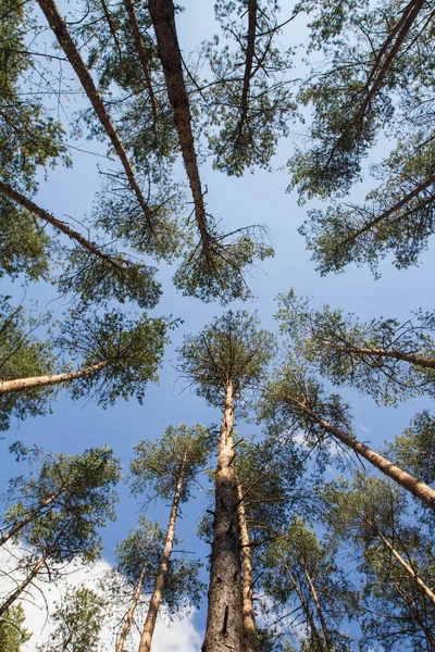 Pinos Bosque Visto Hacia Arriba Contra Cielo Azul Con Algunas — Foto de Stock