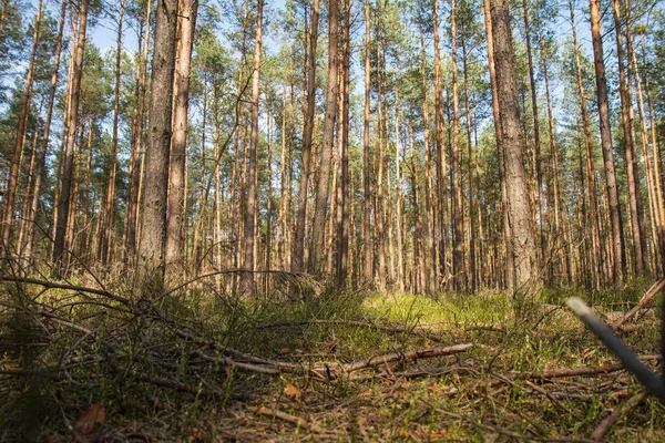 森林中的松树 从被褥到树梢的各级森林景观 — 图库照片