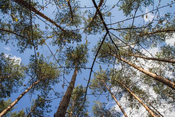 Dennenbomen Een Bos Naar Boven Gezien Tegen Een Blauwe Lucht — Stockfoto