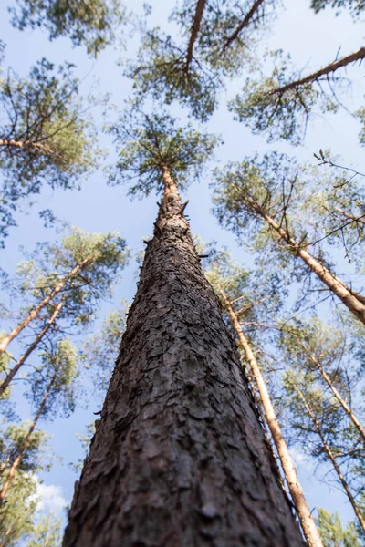 Dennenbomen Een Bos Naar Boven Gezien Tegen Een Blauwe Lucht — Stockfoto