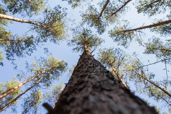 森の中の松の木は いくつかの白い雲と青空に対して上方に見られる 1本の松の木の樹皮に焦点を当てる — ストック写真