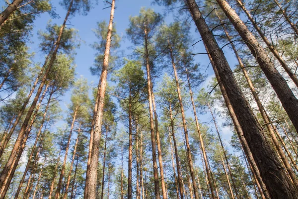 Pine Trees Forest Seen Upwards Blue Sky Some White Clouds Royalty Free Stock Photos