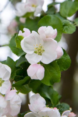 İlkbaharda açan elma ağacı