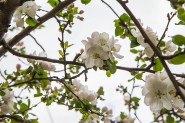İlkbaharda açan elma ağacı gökyüzüne doğru yükseliyor.