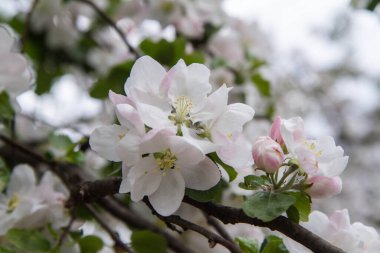 İlkbaharda açan elma ağacı