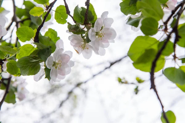 Manzano Floreciendo Primavera Visto Hacia Arriba Contra Cielo —  Fotos de Stock