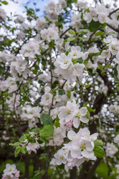 Manzano Floreciendo Primavera —  Fotos de Stock