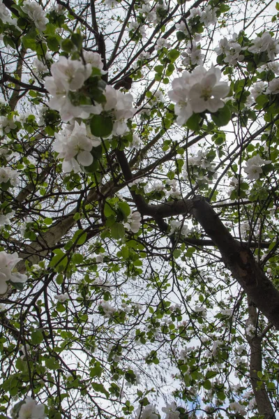 Manzano Floreciendo Primavera Visto Hacia Arriba Contra Cielo — Foto de Stock
