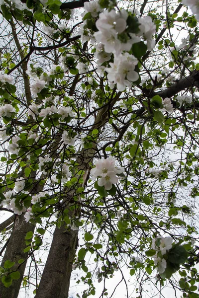 Яблоня Цветущая Весной Видна Вверх Небу — стоковое фото