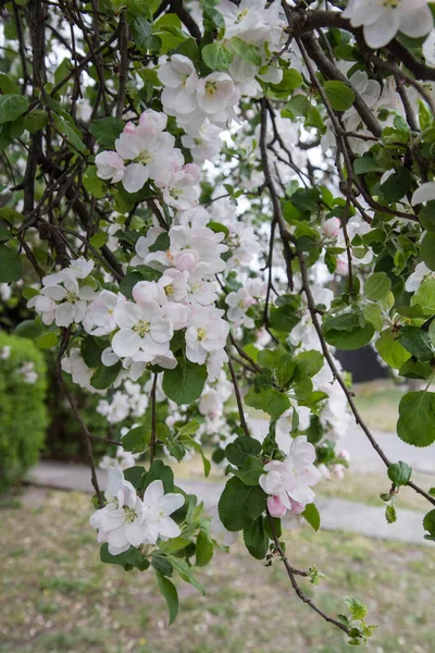 Manzano Floreciendo Primavera — Foto de Stock