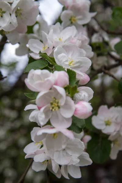 Jabloň Kvetoucí Jaře — Stock fotografie