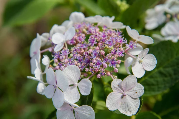 Hortênsia Flores Brancas Close — Fotografia de Stock