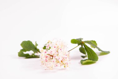 At kestanesi (Aesculus hipokastanum) bir çiçekli ağaç dalı ve beyaz arka planda yapraklar