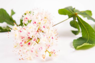 At kestanesi (Aesculus hipokastanum) bir çiçekli ağaç dalı ve beyaz arka planda yapraklar