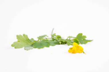 Beyaz arka planda Swallowwort (Chelidonium majus)