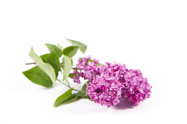 Beyaz arka planda çiçekli ve yapraklı leylak dalı