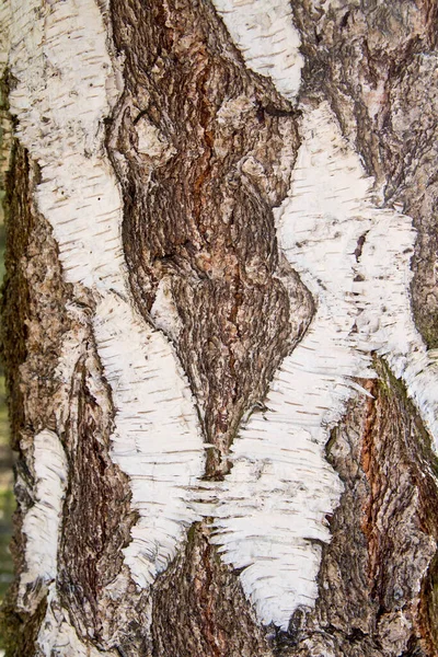 가까이 자작나무의 깃가지 — 스톡 사진