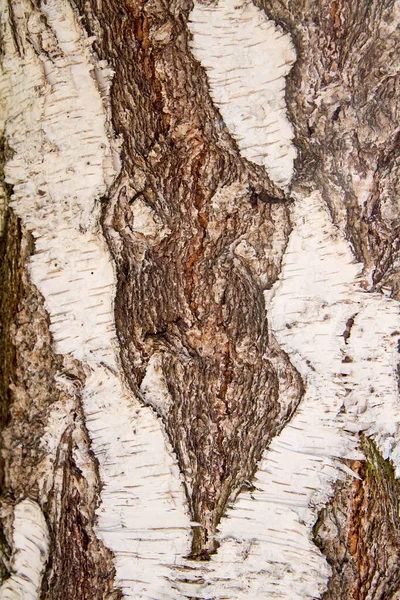Casca Uma Árvore Vidoeiro Close — Fotografia de Stock
