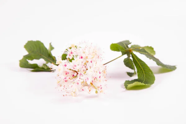 Kůň Kaštan Aesculus Hippocastanum Strom Větev Květem Listy Bílém Pozadí — Stock fotografie