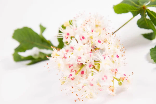 Häst Kastanj Aesculus Hippocastanum Träd Gren Med Blomma Och Blad — Stockfoto