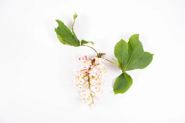 Kůň Kaštan Aesculus Hippocastanum Strom Větev Květem Listy Bílém Pozadí — Stock fotografie