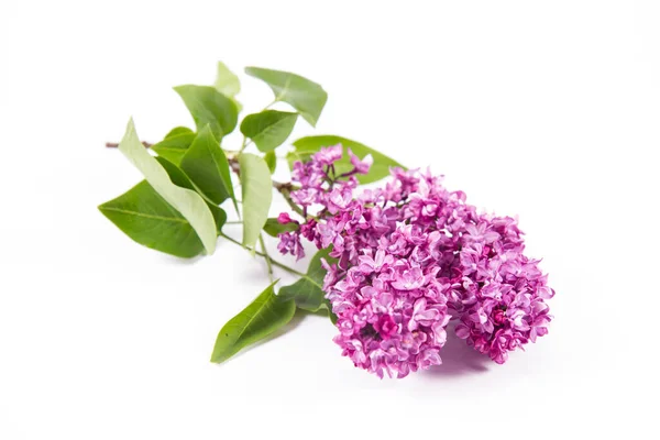 Rama Lila Con Flores Hojas Sobre Fondo Blanco — Foto de Stock